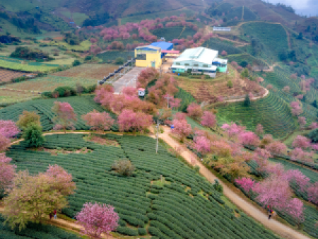 Bac Ha