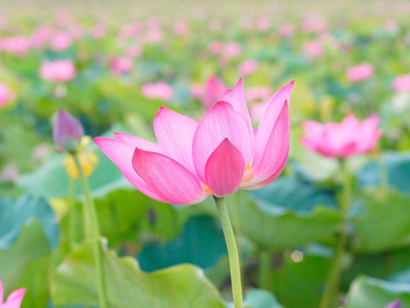 Lotus-Festival findet diesen Juli zum ersten Mal in Hanoi statt
