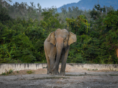 Besuch der Wildlife Friends Foundation (Hua Hin)