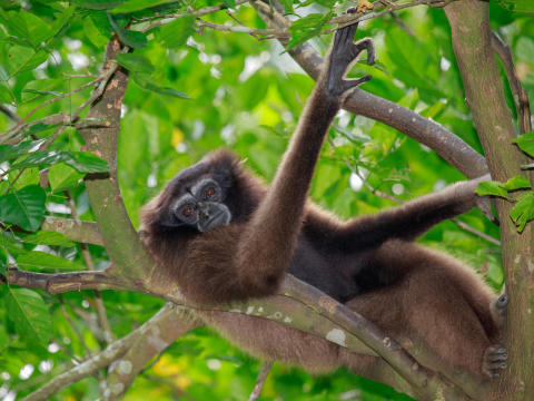 Das Gibbon-Rehabilitationsprojekt (Phuket)